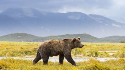 2 killed by grizzly bear in Canada’s Banff National Park