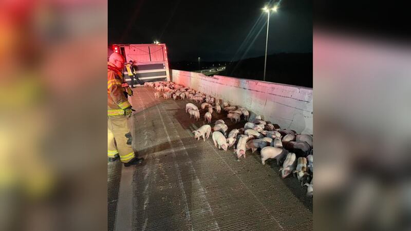 A crash Friday night caused quite a few piglets to roam free on a roadway near Vandalia, Ohio.