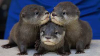 Otter-ly adorable! Aquarium asks for help naming otter pups
