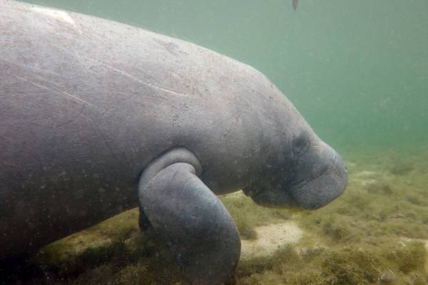 Manatee ‘chases’ alligator as both swim in Florida state park 
