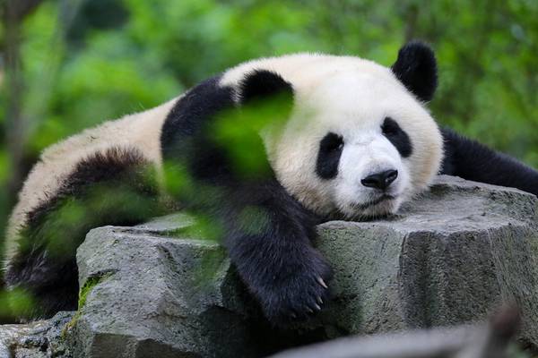 Panda diplomacy returns as China plans to send animals to San Diego Zoo