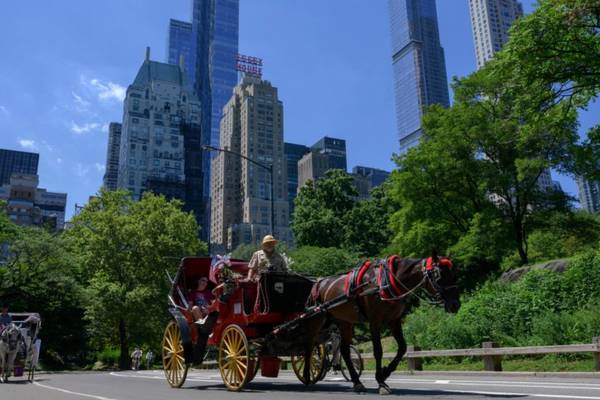 ‘I heard this thud’: Carriage horse collapses on NYC street