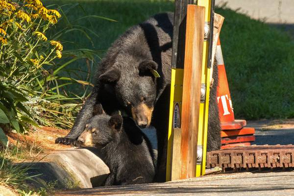 Mother bear and cubs rescued from Connecticut storm drain
