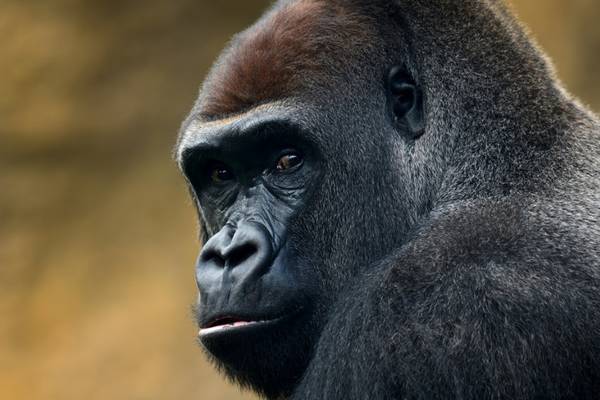 Albuquerque zoo welcomes first baby gorilla since 2004